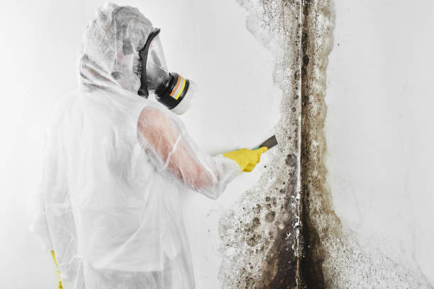 Best Commercial Mold Removal  in Coos Bay, OR