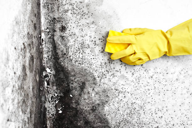 Best Fast Mold Removal  in Coos Bay, OR