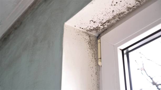 Best Mold Damage Repair  in Coos Bay, OR