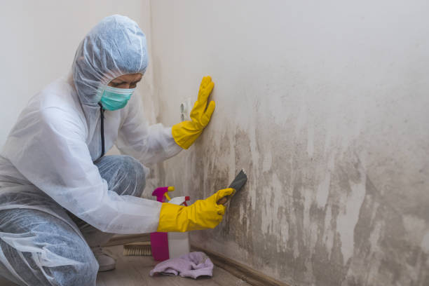 Best Certified Mold Removal  in Coos Bay, OR