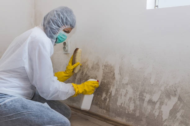 Best Professional Mold Removal  in Coos Bay, OR