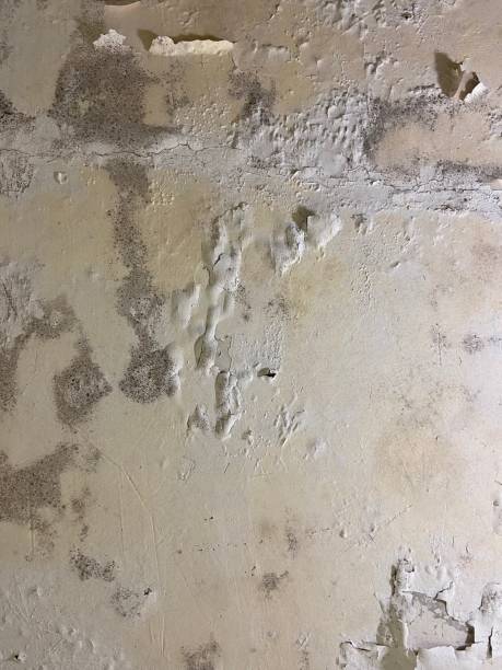 Crawl Space Mold Removal in Coos Bay, OR