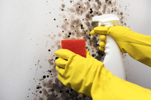 Best Mold Removal Near Me  in Coos Bay, OR