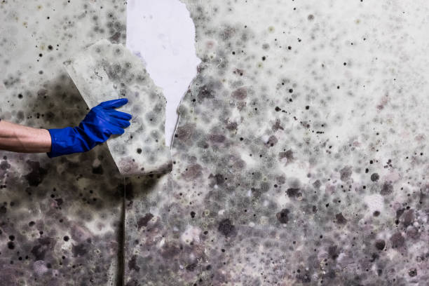 Coos Bay, OR Mold Removal Company