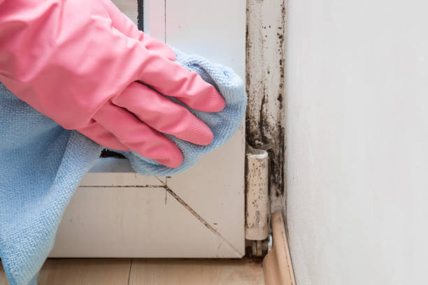 Best Residential Mold Removal  in Coos Bay, OR